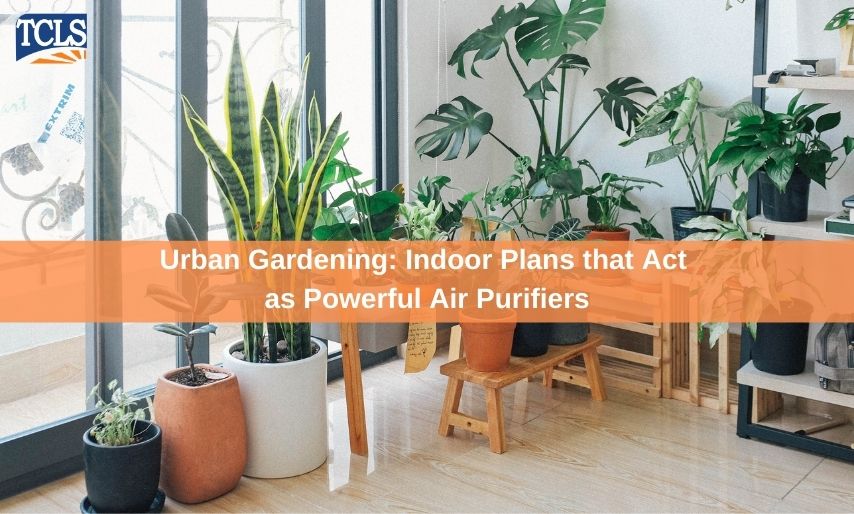 Urban Gardening: Indoor Plans that Act as Powerful Air Purifiers